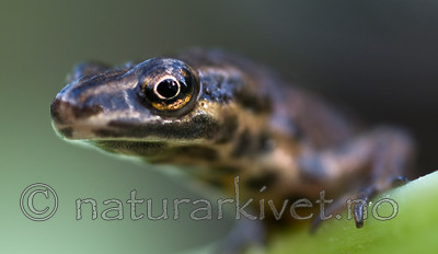 BB 09 0144 / Lissotriton vulgaris / Småsalamander